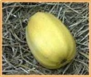 image of spaghetti_squash