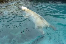 image of ice_bear