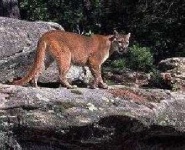 image of cougar_body
