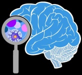 image of brain