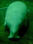 image of dugong