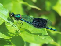 image of damselfly