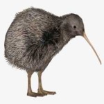 image of bird_kiwi #107