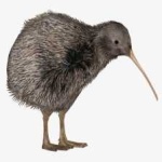 image of bird