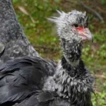 image of bird
