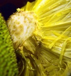 image of jackfruit