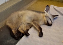 image of animal