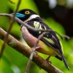 image of bird
