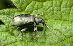 image of weevil