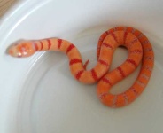 image of king_snake
