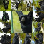 image of siamang