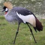 image of bird