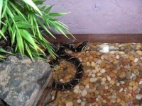 image of water_snake
