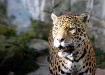 image of jaguar_car