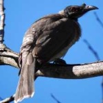 image of bird