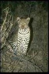 image of animal