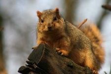 image of fox_squirrel