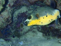 image of puffer