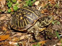 image of animal