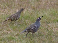 image of quail #0