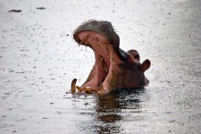 image of animal