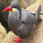 image of bird