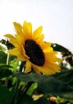 image of sunflower