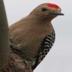 image of bird