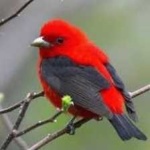 image of bird