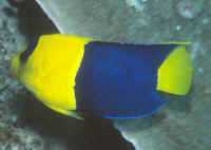image of rock_beauty