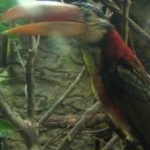 image of bird