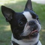 image of animal