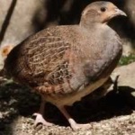 image of bird