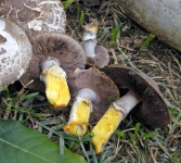 image of mushrooms