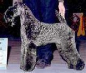 image of kerry_blue_terrier
