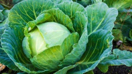 image of cabbage #26