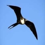 image of bird