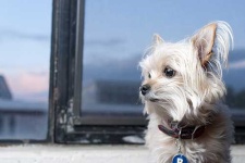 image of norfolk_terrier