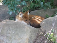 image of dhole