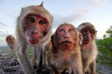 image of animal