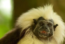 image of animal