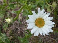 image of flower