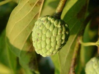 image of custard_apple