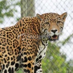 image of jaguar_car