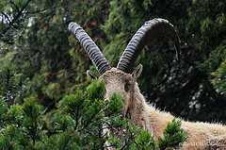 image of ibex