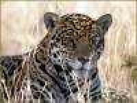 image of jaguar_car