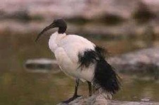 image of ibis