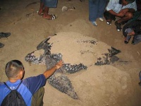 image of leatherback_turtle