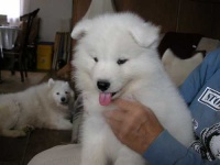 image of samoyed #16