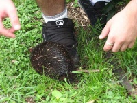 image of echidna